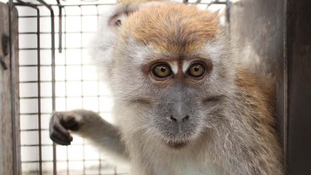 A macaque used in an experiment, in a photo taken from a Cruelty Free International investigation.