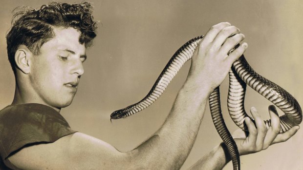Handle with care: John Cann – a Snake Man of La Perouse – in action.