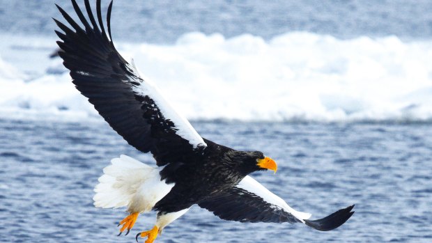 The impressive Steller's sea eagle is the most powerful eagle in the world.