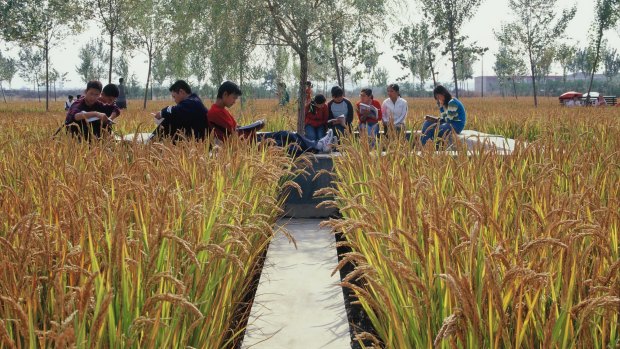 University students sit surrounded by rice plants in  the Chinese city of Shenyang.