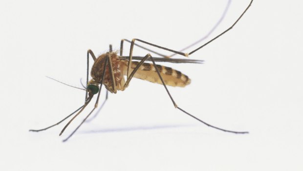 A Victorian man visiting Thailand has died from the rare and potentially fatal virus Japanese encephalitis.