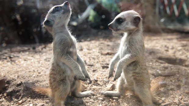New-born meerkats sniff the breeze at Melbourne Zoo.