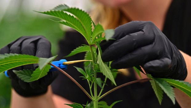 An employee at a medical marijuana cultivator works on topping a marijuana plant.