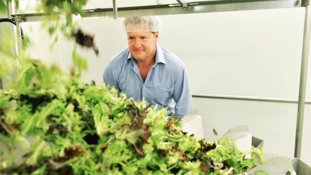 CEO of Hussey & Co Jeremy Haw with salad leaves his company exports to Indonesia.