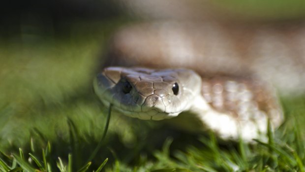 A tiger snake found in a backyard.