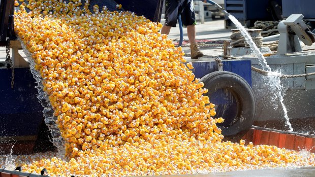 40,000 rubber ducks are tipped into the Brisbane River.