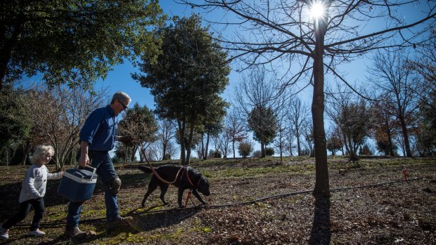 Col Roberts hunts for truffles with his two-year-old labrador Floyd and Lydia, 3. 