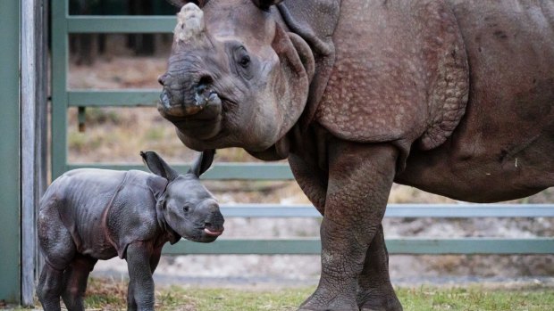 A male calf is the first Greater One-Horned Rhino to be born in Australia.