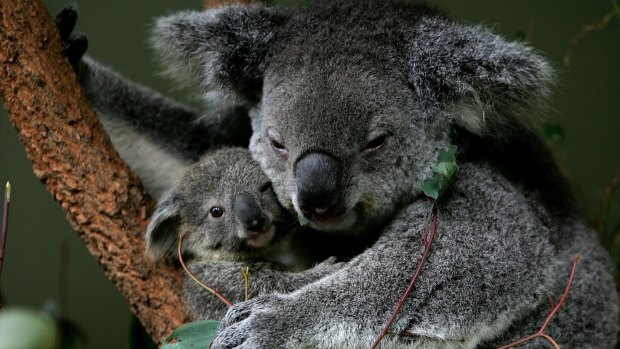 Koalas will be listed as vulnerable across Queensland.