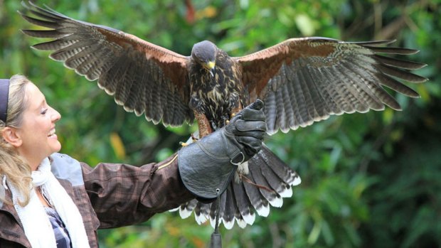 'Hawk walks' are possible in the castle's woodlands.