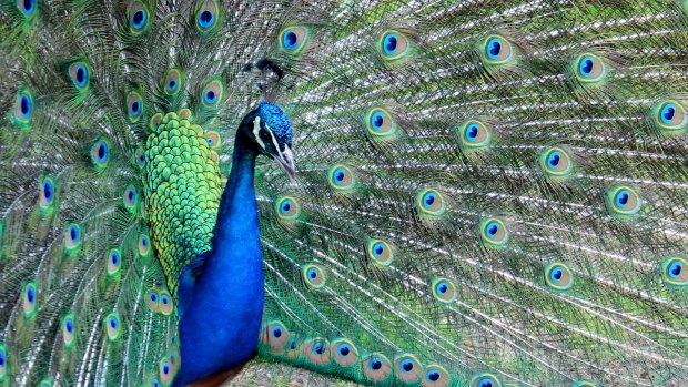 A beautiful male peacock.
