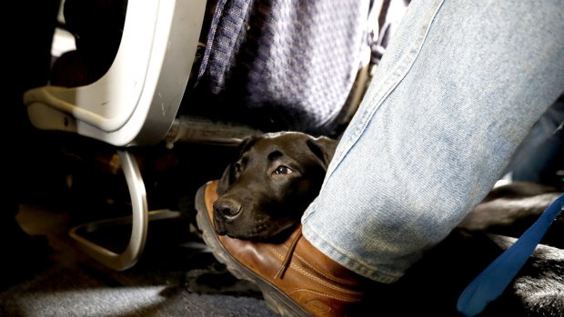 US airlines are banning emotional support animals on planes.