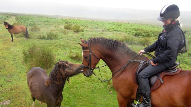 A wild pony says hello on Dartmoor. 