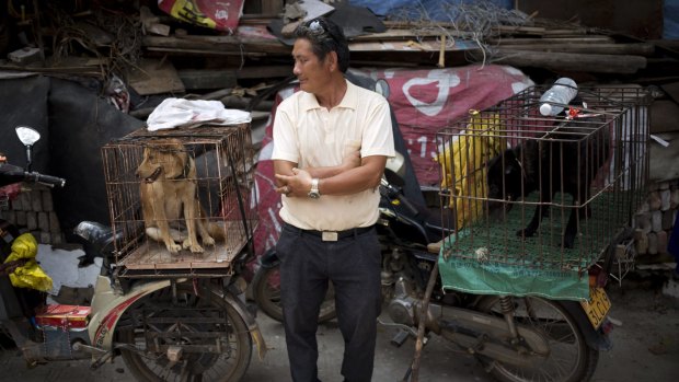 A vendor offers dogs for sale ahead of a dog meat festival in Yulin in south China's Guangxi Zhuang Autonomous Region.
