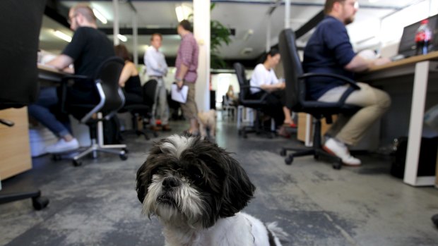 The Iconic's offices in Surry Hills, Sydney, where employees' dogs are welcome.