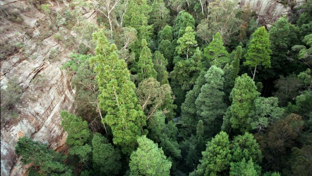 Aerial view of some wild Wollemi pines in Wollemi National Park.