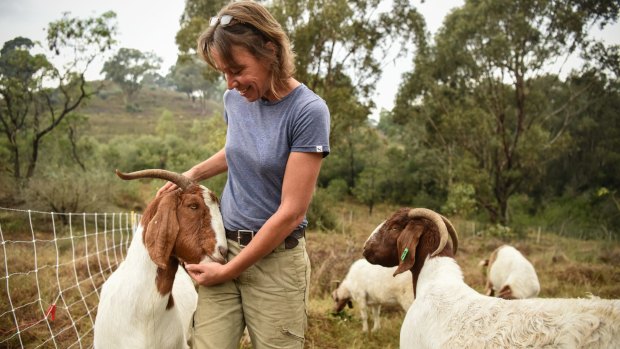 Elisabeth Larsen from Herds for Hire with a mob of South African boer goats at the Mount Annan botanic gardens.