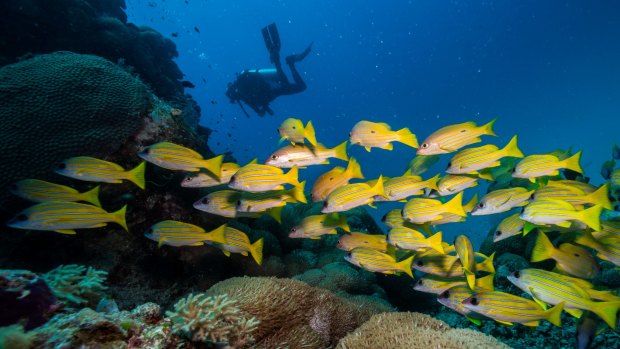 Government officials hope they will be able to avoid an 'in-danger' listing for the Great Barrier Reef.