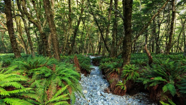 Forest ferns surround the track.