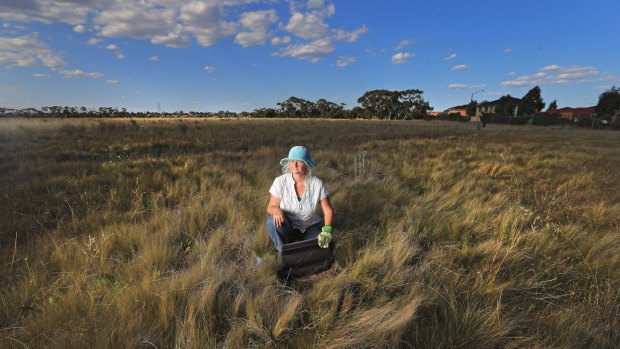 Victoria University environmental researcher Dr Megan O'Shea working in grasslands near Cairnlea,which are home to the endangered striped legless lizard.
