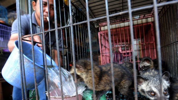 Civet cats can be bought in Bali for $45 each.