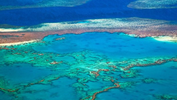 The Great Barrier Reef has suffered unprecedented levels of bleaching in recent years.