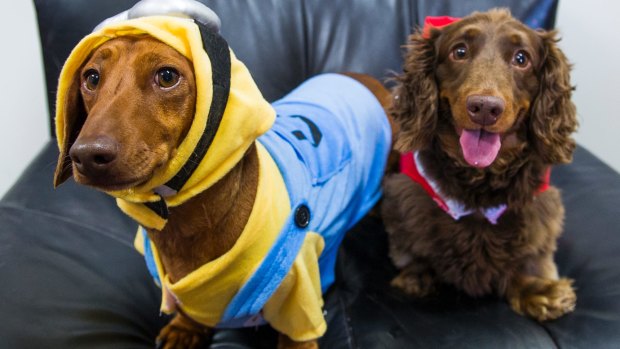 Biscuit and Archie will be part of the Dachshund racing in the city this Sunday.