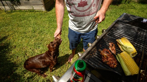 Barbecue scraps, in particular fatty offcuts, are very harmful for dogs, vets warn.