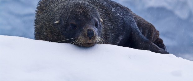 A seal casts a wary eye about Crystal Sound, Antarctica.