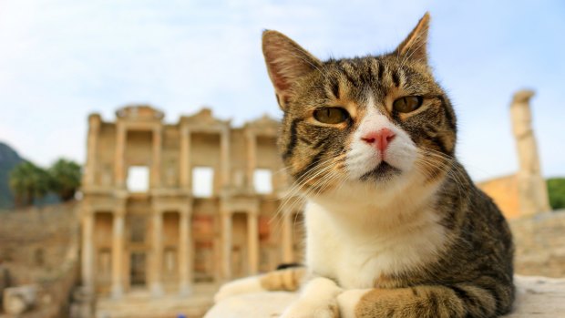 A cat sits on a pillar in the ancient city of Ephesus.