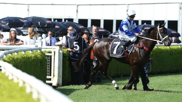 Ready for the best:  Royal Descent's trainer Chris Waller believes his star is looking good ahead of the Doncaster Mile.
