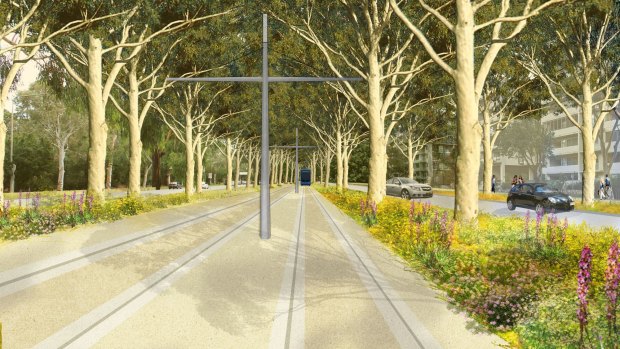 An artist's impression of the avenue after the trees are replaced.