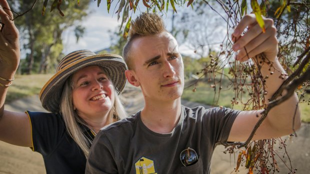 Urban Honey apiarists Carmen and Mitchell Pearce check spent blooms on a yellow box melliodora in Ainslie.
