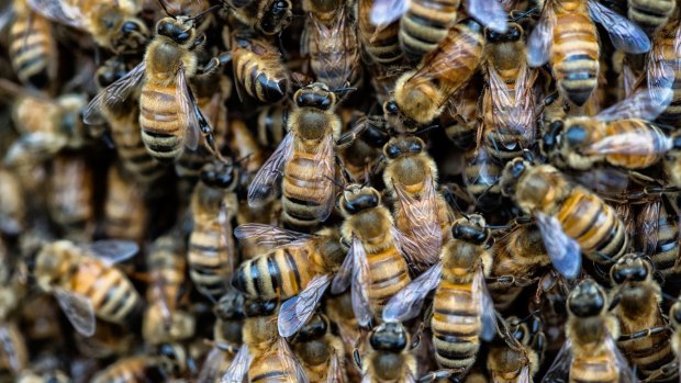 Bunnings will pull a pesticide that has allegedly been linked to the deaths of bees.