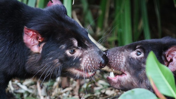 The endangered Tasmanian Devil. A report says the world has lost half its animals in 40 years. 