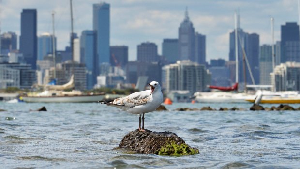 The view from Williamstown of where the man-made container island would be. 