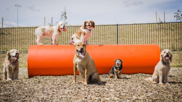 Comfort among the bark: Toby, Snowy, Maxi, Moey, Maxi and Bella enjoy Googong's new dog park.