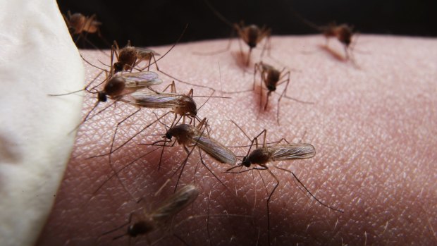 Wet weather has prompted an early start to the mosquito season.