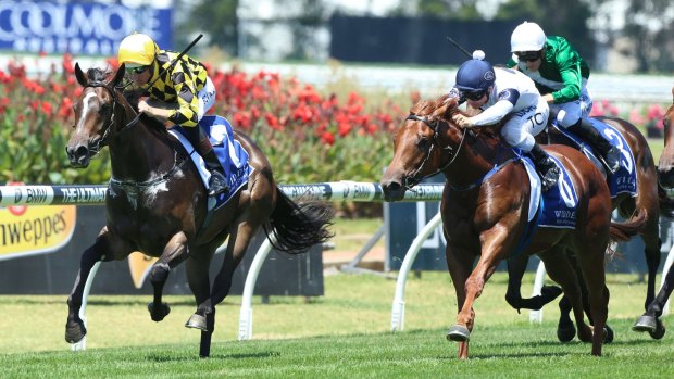 Plenty to like: Hugh Bowman and Teaspoon take out the the Widden Stakes at Rosehill.