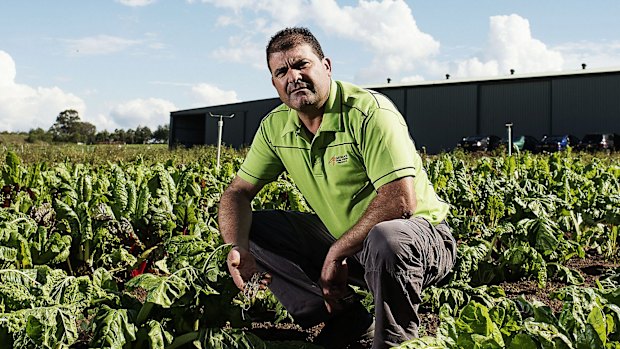 SYDNEY, AUSTRALIA - APRIL 24:  Steve Grima poses for a portrait at his vegetable farm in Horsley Park on April 24, 2015 in Sydney, Australia.  (Photo by Christopher Pearce/Fairfax Media)