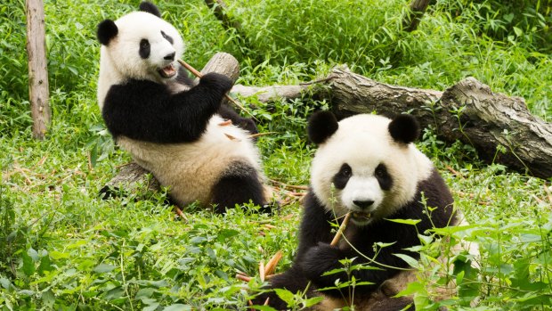 Giant Panda Breeding Research Base, Chengdu, China.