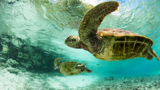 Sea turtles, Bora Bora.