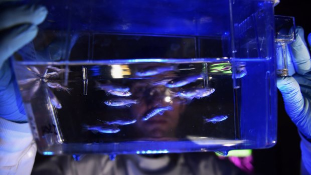 Nick Cole with transgenic fish, which are being used to study Motor Neurone disease at Macquarie University Hospital.