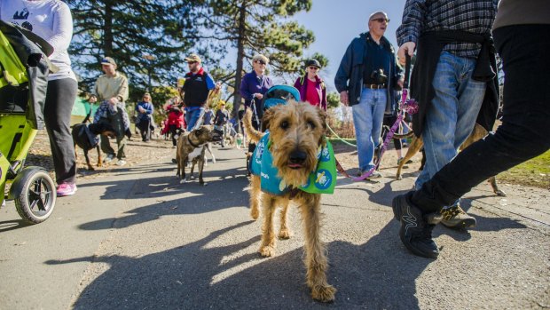 Canberrans and their canines came out in force to beat Canada's record last year of 364 dogs, with almost twice that number.