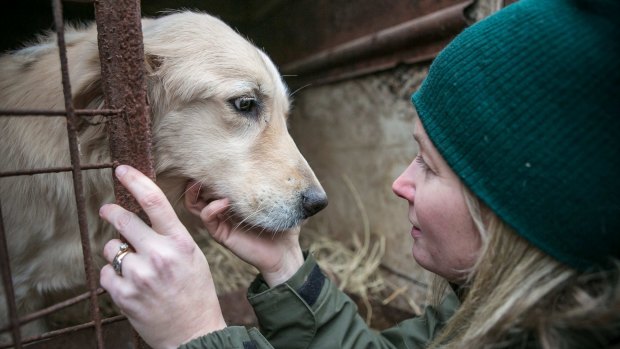 Kelly O'Meara, senior director of HSI Companion Animals and Engagement, pets Mia in a cage at Mr Kim's dog meat farm in Namyangju, South Korea.