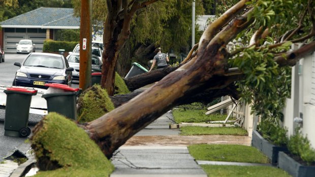 Rows of trees fell down in the Newcastle suburb of Hamilton South.  