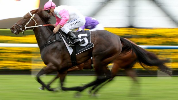 Mile ahead: Heavenly Anna will look for another city win at Warwick Farm on Saturday.
