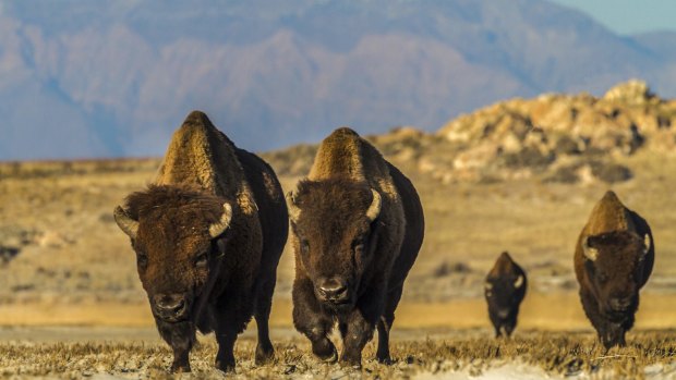 A group of male bisons roam Antelope Island, in Utah.