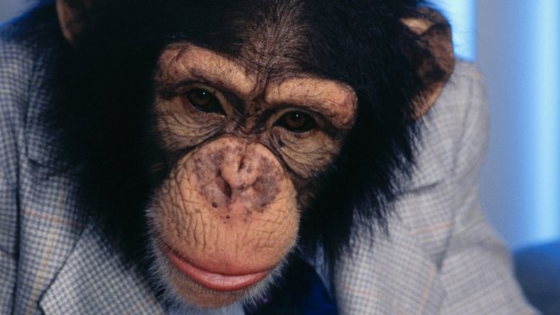 Almost human: an animal rights group wants chimpanzees to have legal rights.