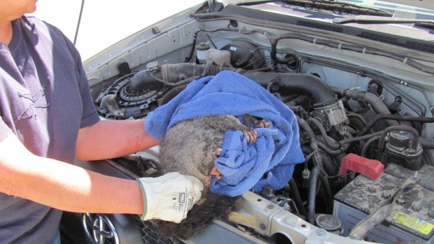 Of the 2000 calls Wildcare receives in a year, a small number are to extract native animals from unusual places. This possum was found under the bonnet of a car but hid in the air filter when rescuers tried to extract him.